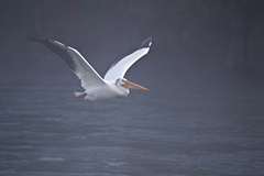American white pelican wildlife bird photos by www.wildlifephotos.biz