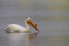 American white pelican wildlife bird photos by www.wildlifephotos.biz