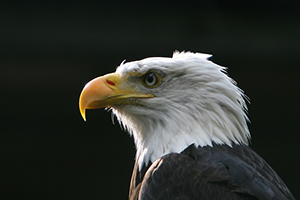 Bald eagle wildlife bird photos by www.wildlifephotos.biz