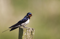 Barn swallow wildlife bird photos by www.wildlifephotos.biz