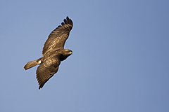Common buzzard wildlife bird photos by www.wildlifephotos.biz