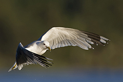 Common gull wildlife bird photos by www.wildlifephotos.biz
