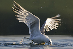 Common gull wildlife bird photos by www.wildlifephotos.biz