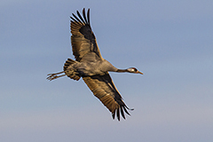Crane wildife bird photos by www.wildlifephotos.biz