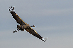 Crane wildife bird photos by www.wildlifephotos.biz