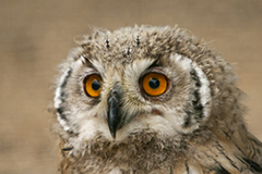 Eagle owl wildlife bird photos by www.wildlifephotos.biz