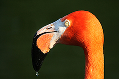 Flamingo wildlife bird photos by www.wildlifephotos.biz
