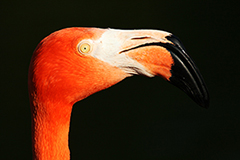 Flamingo wildlife bird photos by www.wildlifephotos.biz