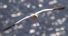 Gannet wildlife bird photos by www.wildlifephotos.biz