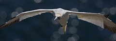 Gannet wildlife bird photos by www.wildlifephotos.biz