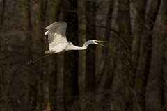 Great egret wildlife bird photos by www.wildlifephotos.biz