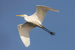 Great egret wildlife bird photos by www.wildlifephotos.biz