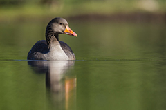 Greylag goose wildlife bird photos by www.wildlifephotos.biz