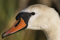 Mute swan wildlife bird photos by www.wildlifephotos.biz