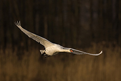 Mute swan wildlife bird photos by www.wildlifephotos.biz