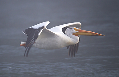 American white pelican wildlife photos by mikael franzen www.wildlifephotos.biz