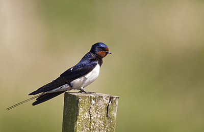 Barn swallow wildlife photos by mikael franzen www.wildlifephotos.biz
