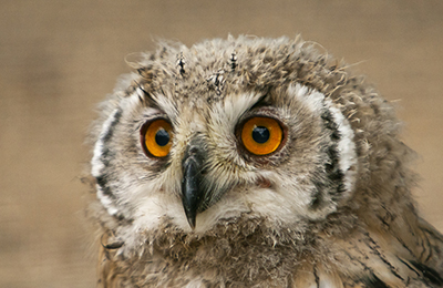 Eagle owl wildlife photos by mikael franzen www.wildlifephotos.biz