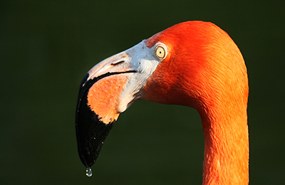 Flamingo wildlife photos by mikael franzen www.wildlifephotos.biz