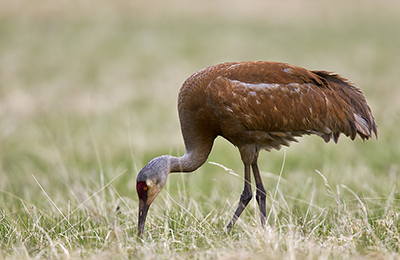 Sandhill crane wildlife photos by mikael franzen www.wildlifephotos.biz
