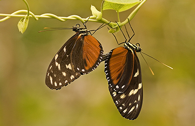 Butterflies wildlife photos by mikael franzen www.wildlifephotos.biz