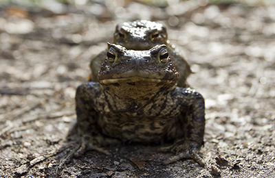 Frogs wildlife photos by mikael franzen www.wildlifephotos.biz