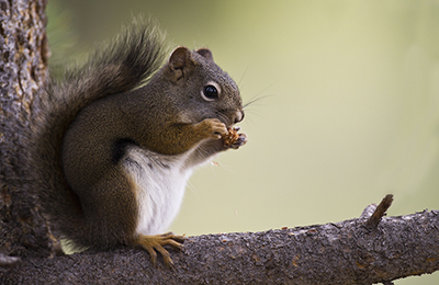 American Red Squirrel wildlife photos by mikael franzen www.wildlifephotos.biz
