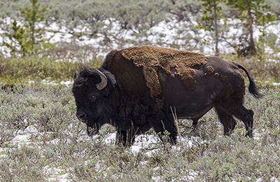 American bison wildlife photos by mikael franzen www.wildlifephotos.biz