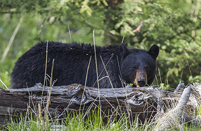 Black bear wildlife photos by mikael franzen www.wildlifephotos.biz