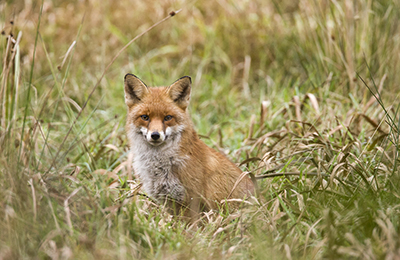 Fox wildlife photos by mikael franzen www.wildlifephotos.biz