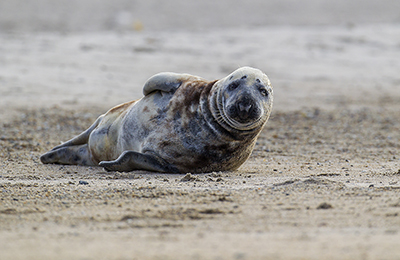 Grey seal wildlife photos by mikael franzen www.wildlifephotos.biz