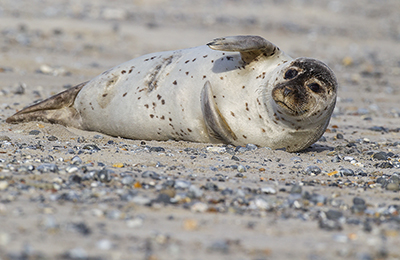 Harbor seal wildlife photos by mikael franzen www.wildlifephotos.biz