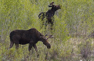 Moose wildlife photos by mikael franzen www.wildlifephotos.biz