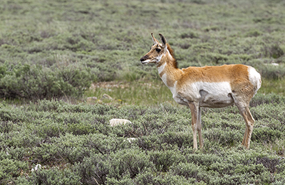 Pronghorn Antelope wildlife photos by mikael franzen www.wildlifephotos.biz