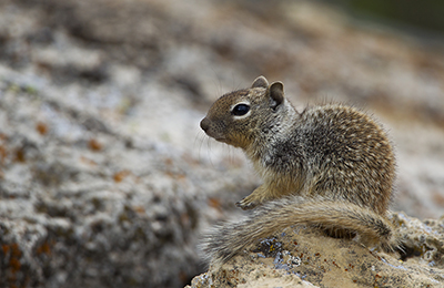 Rock squirrel wildlife photos by mikael franzen www.wildlifephotos.biz