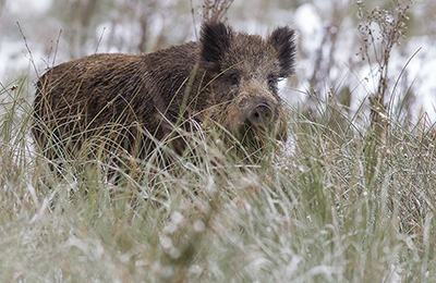 Wild boar wildlife photos by mikael franzen www.wildlifephotos.biz