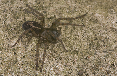 Amaurobius fenestralis spider photos by mikael franzen www.wildlifephotos.biz