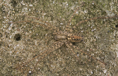 Malthonica ferruginea spider photos by mikael franzen www.wildlifephotos.biz