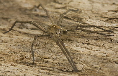 Pisaura mirabilis spider photos by mikael franzen www.wildlifephotos.biz