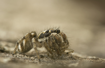 Salticus scenicus spider photos by mikael franzen www.wildlifephotos.biz
