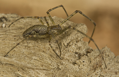 Tetragnatha obtusa spider photos by mikael franzen www.wildlifephotos.biz