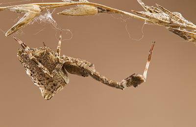 Uloborus plumipes spider photos by mikael franzen www.wildlifephotos.biz