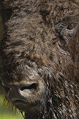 American bison wildlife mammal photos by www.wildlifephotos.biz