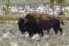 American bison wildlife mammal photos by www.wildlifephotos.biz
