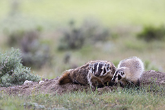 Badger wildlife mammal photos by www.wildlifephotos.biz