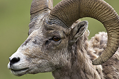 Bighorn sheep wildlife mammal photos by www.wildlifephotos.biz