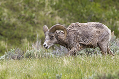 Bighorn sheep wildlife mammal photos by www.wildlifephotos.biz