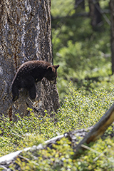 Black bear wildlife mammal photos by www.wildlifephotos.biz