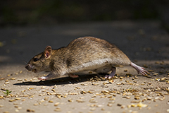 Brown rat wildlife mammal photos by www.wildlifephotos.biz