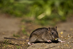 Brown rat wildlife mammal photos by www.wildlifephotos.biz